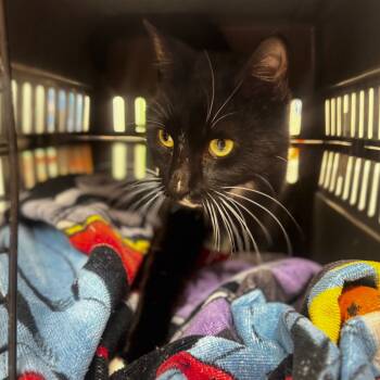 Rescue Domestic Short Hair Cats for Adoption in Starkville, Mississippi - Meemaw | PetCurious