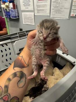 Shy Steven -  Domestic Short Hair Cat for Adoption in Bloomington, Indiana - Shy Steven | PetCurious