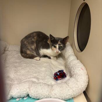 Rescue Domestic Short Hair Cats for Adoption in Hinesville, Georgia - Sandy Cheeks | PetCurious