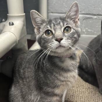 Palmer -  Domestic Short Hair Cat for Adoption in Bardstown, Kentucky - Palmer | PetCurious