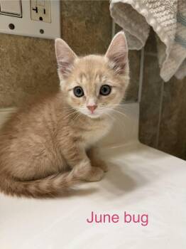 June bug -  Domestic Short Hair Cat for Adoption in Reeseville, Wisconsin - June Bug | PetCurious