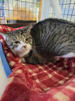 Riley -  Domestic Short Hair Cat Available for Adoption in Ionia, Michigan - Riley | PetCurious