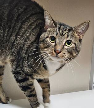 Rescue Domestic Short Hair Cats for Adoption in Fremont, Ohio - Junior | PetCurious