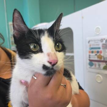 Domestic Short Hair Cats Available for Adoption in Lake Jackson, Texas - Demi | PetCurious