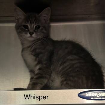 Rescue Domestic Short Hair Cats for Adoption in Ulster, Pennsylvania - Whisper | PetCurious