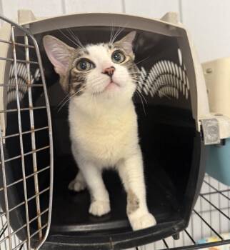 Rader -  Domestic Short Hair Cat for Adoption in Lemoore, California - Rader | PetCurious