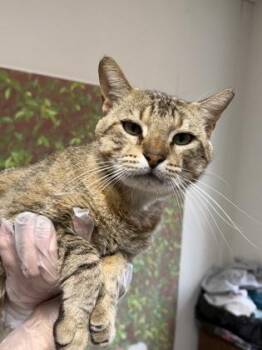 Domestic Short Hair Cats Available for Adoption in San Antonio, Texas - Handsome | PetCurious
