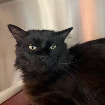 Domestic Medium Hair Cats Available for Adoption in Sand Springs, Oklahoma - Percy | PetCurious