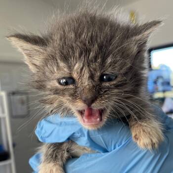 Kristoff -  Domestic Medium Hair Cat for Adoption in Chapel Hill, North Carolina - Kristoff | PetCurious