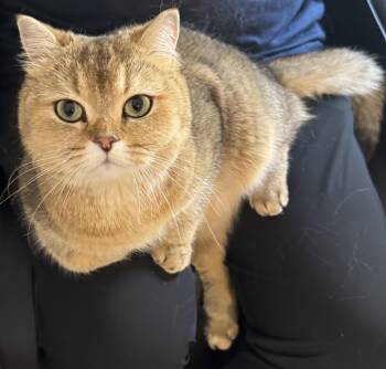 British Shorthair and Domestic Short Hair Cats Available for Adoption in New York, New York - Gigi | PetCurious