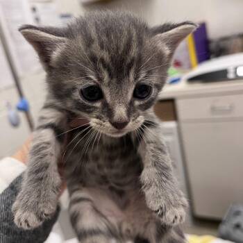 GrubHub -  Domestic Short Hair Cat for Adoption in Gloucester, Virginia - GrubHub | PetCurious