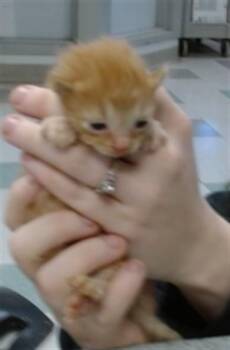 A473803 -  Domestic Short Hair Cat for Adoption in Oklahoma City, Oklahoma - A473803 | PetCurious
