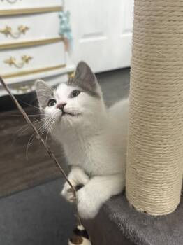 Pebbles -  Domestic Short Hair Cat for Adoption - Pebbles | PetCurious