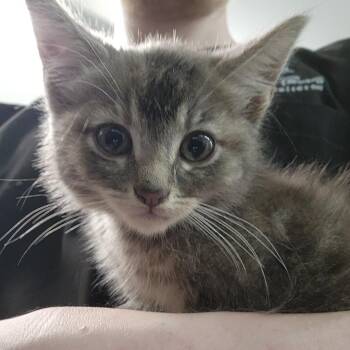 Brooks -  Domestic Medium Hair Cat for Adoption in Manhattan, Kansas - Brooks | PetCurious