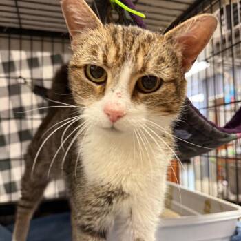Miss Frickers -  Domestic Short Hair Cat for Adoption in Richmond, Indiana - Miss Frickers | PetCurious