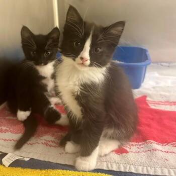 Domestic Medium Hair Cats Available for Adoption in Walnut Creek, California - Tyrion | PetCurious