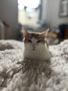 Rescue Domestic Short Hair Cats for Adoption in New York, New York - Louise | PetCurious