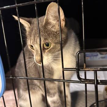 Harpo -  Domestic Short Hair Cat for Adoption in Jersey City, New Jersey - Harpo | PetCurious