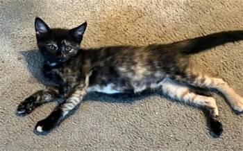 HARPER LEE -  Domestic Short Hair Cat for Adoption in Sacramento, California - HARPER LEE | PetCurious