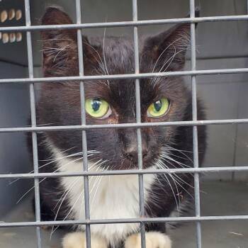 Marlene -  Domestic Short Hair Cat for Adoption in Kansas City, Missouri - Marlene | PetCurious