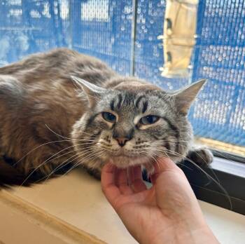 Rescue Domestic Medium Hair Cats for Adoption in Minot, North Dakota - Parker | PetCurious