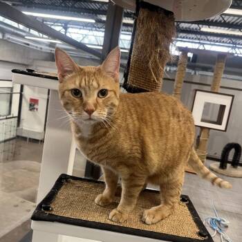 Domestic Short Hair Cats Available for Adoption in Oak Brook, Illinois - Pac-Man | PetCurious