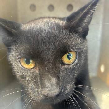 Rigatoni -  Domestic Short Hair Cat for Adoption in Philadelphia, Pennsylvania - Rigatoni | PetCurious