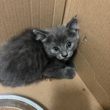 NASH -  Domestic Short Hair Cat for Adoption in Richmond, California - NASH | PetCurious