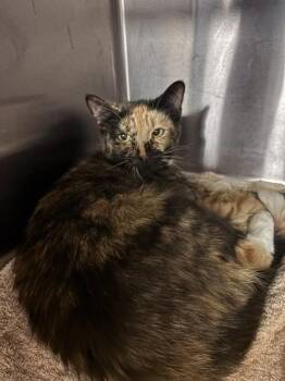 Bremma [FELV+] -  Domestic Short Hair Cat for Adoption in Chamblee, Georgia - Bremma [FELV+] | PetCurious