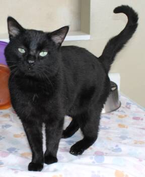 Rescue Domestic Short Hair Cats for Adoption in Huron, South Dakota - Mr. Gabs | PetCurious
