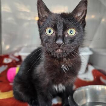 Domestic Short Hair Cats Available for Adoption - Arrow | PetCurious