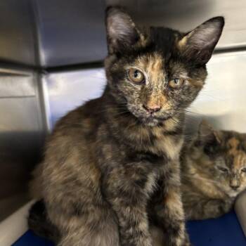 Domestic Short Hair Cats Available for Adoption in Medford, Oregon - Brigetta | PetCurious