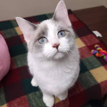 Domestic Short Hair Cats Available for Adoption - French Silk | PetCurious