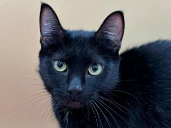 Lady -  Domestic Short Hair Cat for Adoption in Portland, Oregon - Lady | PetCurious