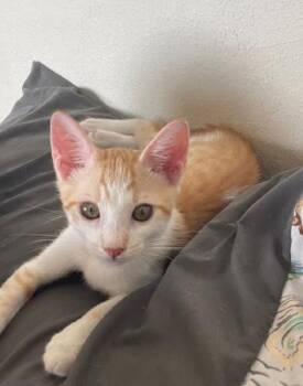 Rescue Domestic Short Hair Cats for Adoption in Honolulu, Hawaii - Pebbles | PetCurious