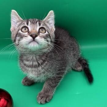 Rescue Domestic Short Hair Cats for Adoption in Springfield, Missouri - Inky | PetCurious
