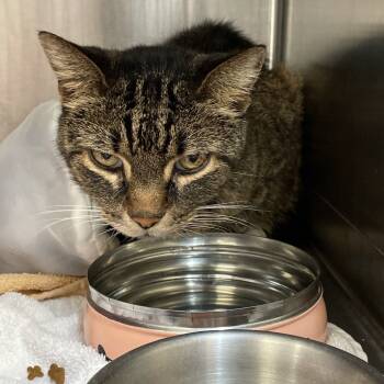 Rescue Domestic Short Hair Cats for Adoption in Port Charlotte, Florida - Oliver | PetCurious