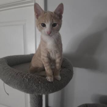Woody -  Tabby Cat for Adoption in Lawrenceville, Georgia - Woody | PetCurious