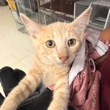 Dive-C -  Domestic Short Hair Cat for Adoption in East St. Louis, Illinois - Dive-C | PetCurious