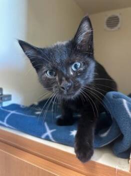 Ryker -  Domestic Short Hair Cat for Adoption in Pequot Lakes, Minnesota - Ryker | PetCurious