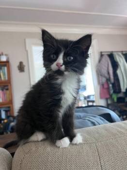 Artemis -  Domestic Long Hair Cat Available for Adoption in Seattle, Washington - Artemis | PetCurious