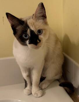 Shira -  Siamese Cat for Adoption in Blaine, Minnesota - Shira | PetCurious