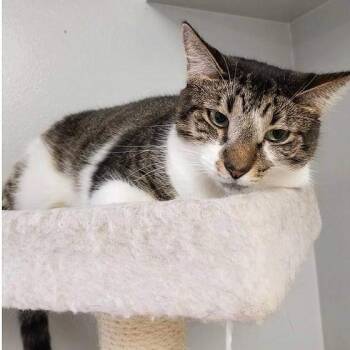 Rescue Domestic Short Hair and Tabby Cats for Adoption in Houston, Texas - Mr. Sweetness (Bonded With Goldie) | PetCurious