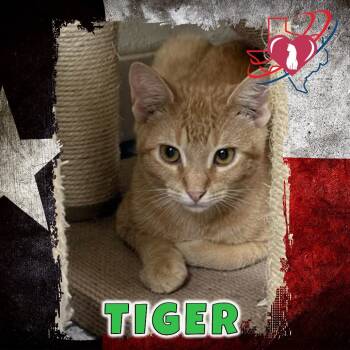 Rescue Domestic Short Hair Cats for Adoption in Kingman, Arizona - Tiger | PetCurious