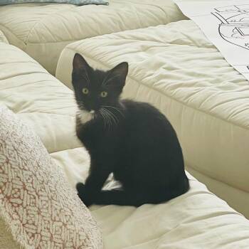 Domestic Medium Hair Cats Available for Adoption in West Palm Beach, Florida - Rosemary | PetCurious