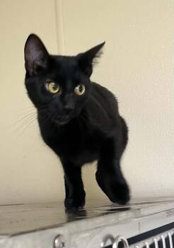 Dolly -  Domestic Short Hair Cat for Adoption in Austin, Minnesota - Dolly | PetCurious