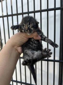 Domestic Short Hair Cats Available for Adoption in Houston, Texas - A653374 | PetCurious