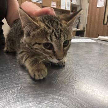 Gretchen -  Domestic Short Hair Cat for Adoption in Bristol, Indiana - Gretchen | PetCurious