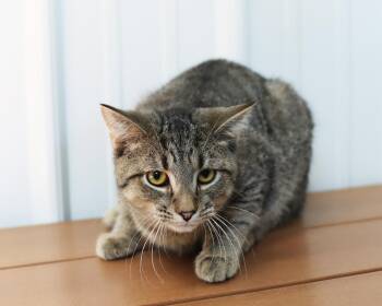 Rescue Domestic Short Hair Cats for Adoption in Lancaster, Ohio - Rogue | PetCurious