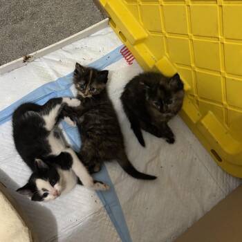 Domestic Short Hair Cats Available for Adoption in Chicago, Illinois - Quinoa | PetCurious